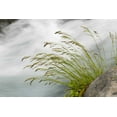 thumbnail image 2 of Paulson, Don 18x13 Black Ornate Wood Framed with Double Matting Museum Art Print Titled - WA, Mount Rainier NP Grass and rushing water, 2 of 4