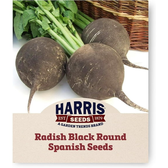 Harris Seeds - Radish Black Round Spanish Organic Variety Dark Color - 250 Seeds