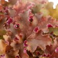 thumbnail image 4 of Better Homes & Gardens 2.5QT Red Heuchera Live Plant Grower Pot Sun, 4 of 5