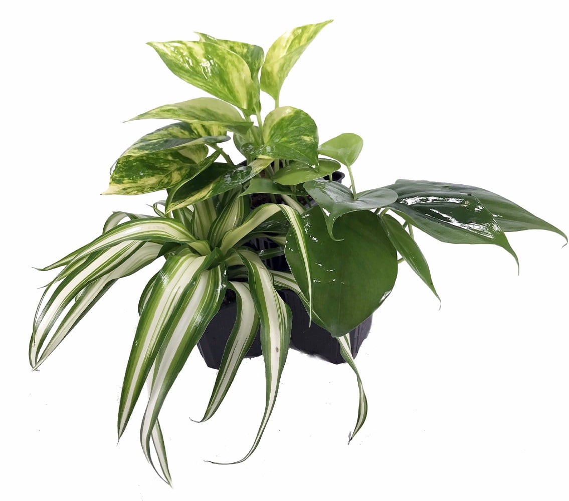 Vining House Plant Collection Spider Plant/Philodendron/Devil's Ivy