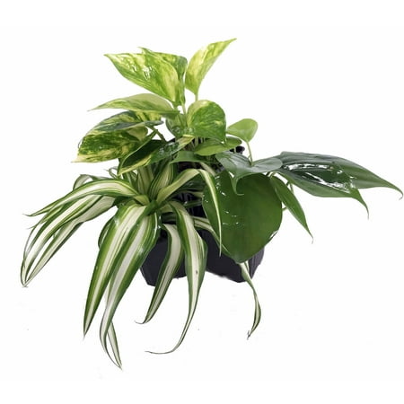 Vining House Plant Collection - Spider Plant/Philodendron/Devil's Ivy - 3