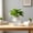 Clear, variant on Bxaolu 1-Pack Self Watering Plant Pots, 5 Inch Flower Pots with Drainage Holes, Tray, Plastic Self Watering Planters for Indoor Outdoor Garden Plants, African Violet, Herbs