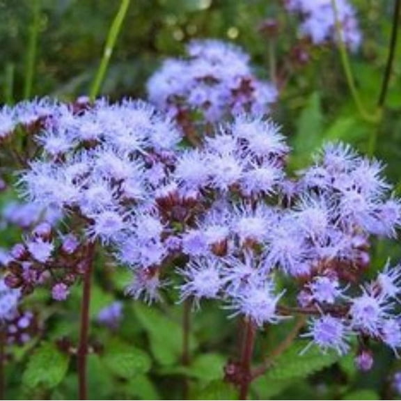 100 Blue Mist Flower Seeds, Flower Seeds, Perennial