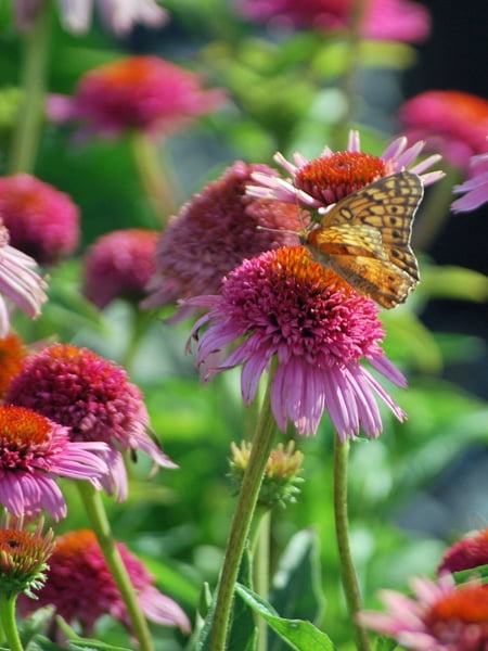 Echinacea p. 'Butterfly Kisses' (Coneflower) Perennial, Size-#1 Container, Pink Flowers