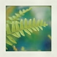 thumbnail image 2 of Schlabach, Sue 26x26 Black Ornate Wood Framed with Double Matting Museum Art Print Titled - Natures Fern I, 2 of 4