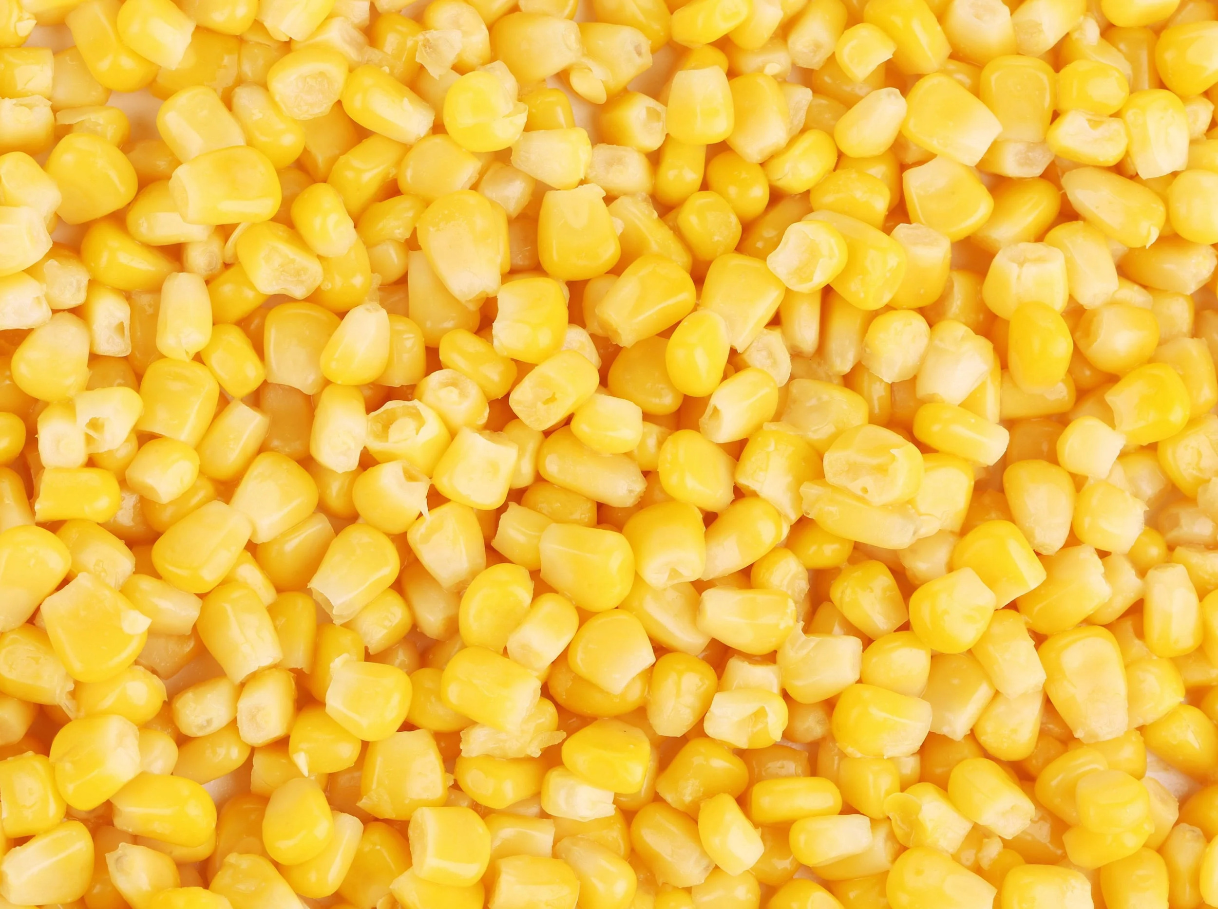 50 KANDY KORN CORN Sweet Yellow Corn Red Husk H.S.E. Zea Mays Vegetable Seeds - image 5 of 7