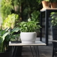 thumbnail image 6 of Ordivic 8 inch Glossy White Ceramic Planter with Drainage Hole & Tray, Indoor Outdoor Round Flower Pot for ZZ Plants,Home Patio Decor, 6 of 6