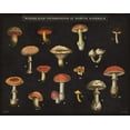 thumbnail image 2 of Wild Apple Portfolio 18x15 Black Ornate Wood Framed with Double Matting Museum Art Print Titled - Mushroom Chart I, 2 of 4