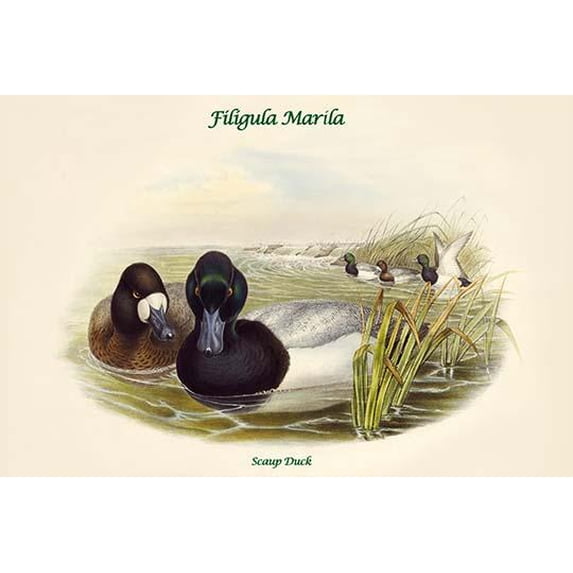 Filigula Marila - Scaup Duck-Fine Art Canvas Print (20" x 30")