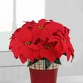 thumbnail image 6 of 2 Pcs Poinsettias Artificial Christmas Flowers Red Poinsettia Bushes for Christmas Decor 7 Heads Fake Silk Poinsettia Flowers Velvet Bouquet for Home Xmas Tree Table Centerpiece Holiday, 6 of 7