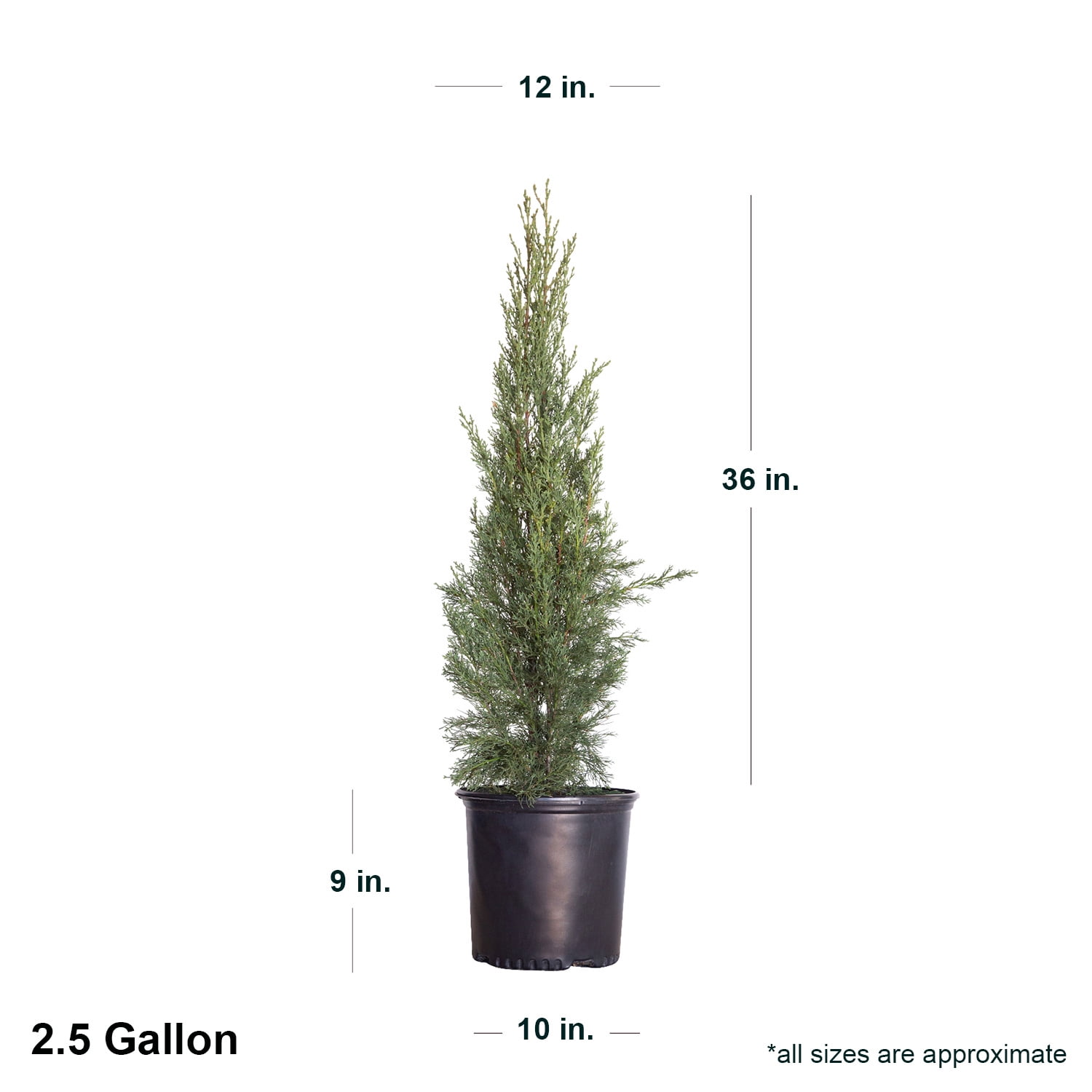 Expert Gardener Italian Cypress (2.5 Gallon) Narrow and Upright Evergreen Tree - Full Sun Live Outdoor Plant