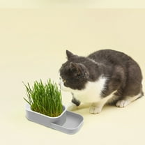 Cat Grass Growing Kit Hydroponic Planter Box with Removable Tray, Green Orange Gray, 20x9x5cm, Soilless Wheatgrass Starter for Thy Digestion & Safe Snacking, Indoor Pet Garden for Cats