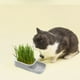 thumbnail image 1 of Kit de césped hidropónico sin tierra para gatos con bandeja de pasto de trigo para cultivo en interior. Favorece una digestión saludable y un consumo seguro de snacks para gatos. Set de, 1 of 6
