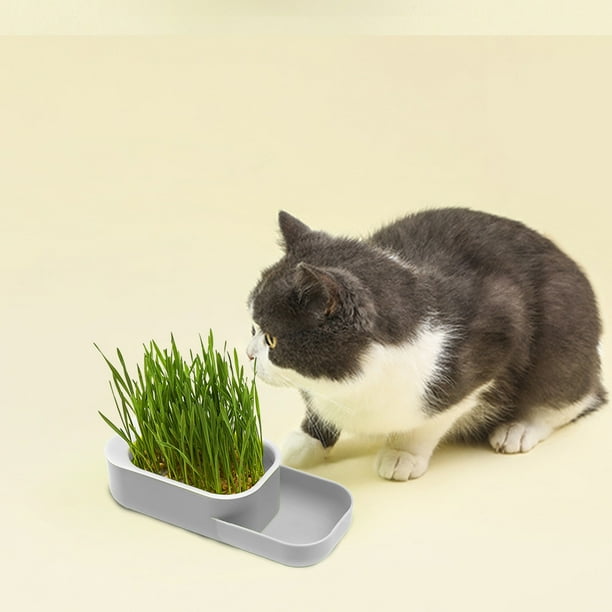 Kit de césped hidropónico sin tierra para gatos con bandeja de pasto de trigo para cultivo en interior. Favorece una digestión saludable y un consumo seguro de snacks para gatos. Set de