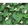 thumbnail image 3 of 10 Live Plants Houttuynia Cordata Fish Mint Diep Ca Rau Vap Ca Perennial Leafy Greens for Home, 3 of 5
