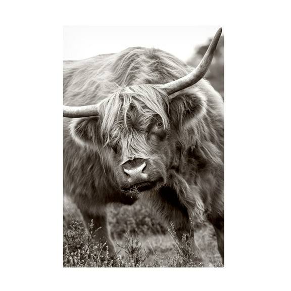 Jacky Parker 'The Bull' Canvas Art