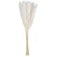 thumbnail image 1 of De Flores De Caña Secas Naturales Blancas, Hierba De Pampa, Fragmitas, Ramo De Flores Secas, Decoración Moderna Para El Hogar, Fiesta De Boda 15 Uds. Noticed HA042262-01, 1 of 6