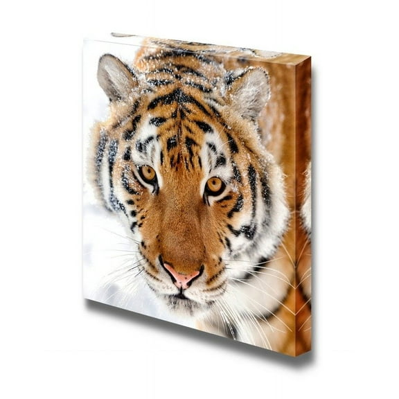 Canvas Prints Wall Art - Beautiful Wild Siberian Tiger on Snow Wild Animal/Beast Photograph | Modern Wall Decor/Home Decoration Stretched Gallery Canvas Wrap Giclee Print & Ready to Hang - 16&quo