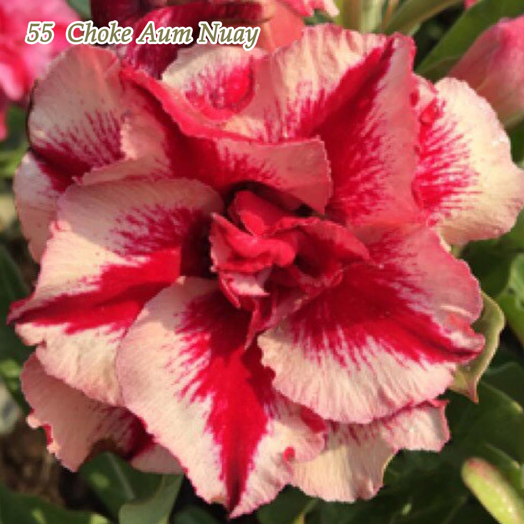 Adenium Desert Rose Purple Fire Red Double Petals Home Garden Bloom Bonsai 2PCS