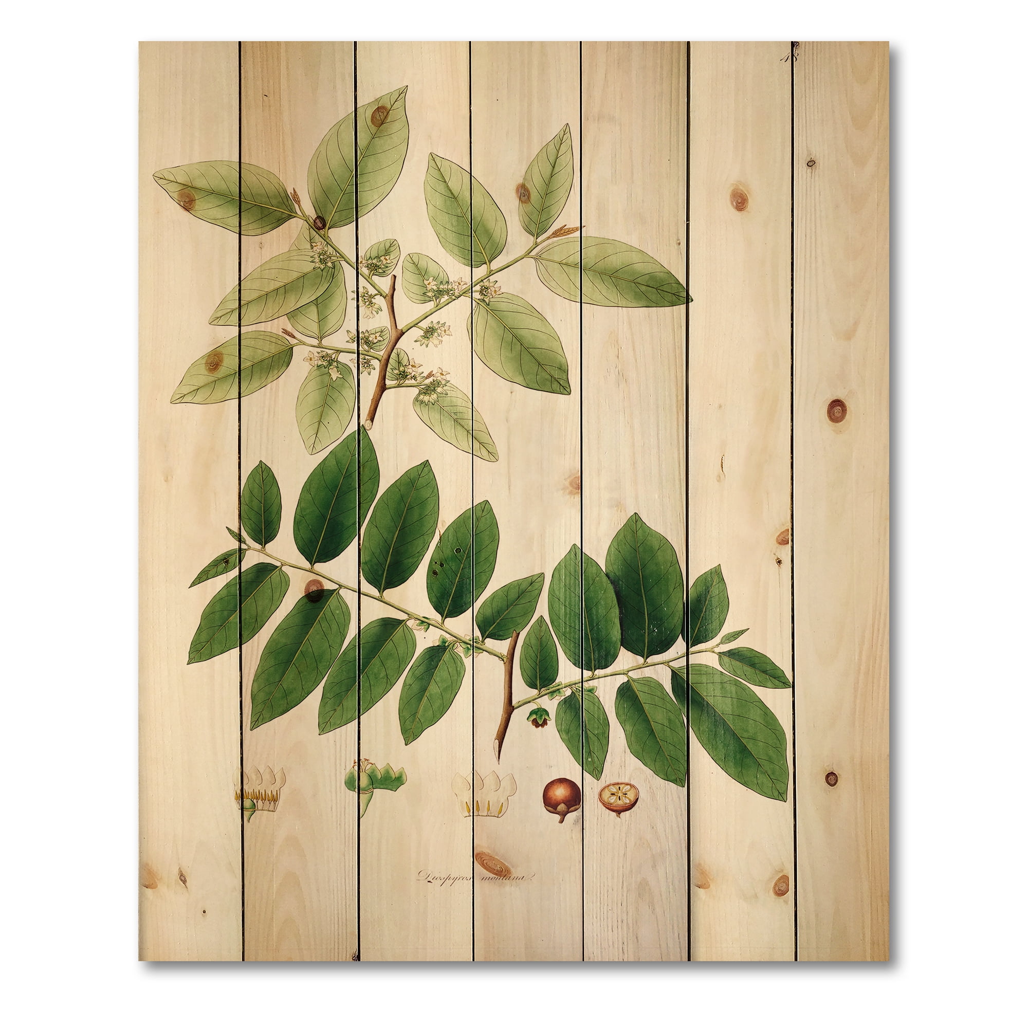Designart 'Ancient Botanicals XIV' Farmhouse Print on Natural Pine Wood