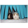 thumbnail image 1 of 1PC Petit Animal Hamster Tente Hamac Coin Animal Polaire Forêt Cachette, 1 of 6