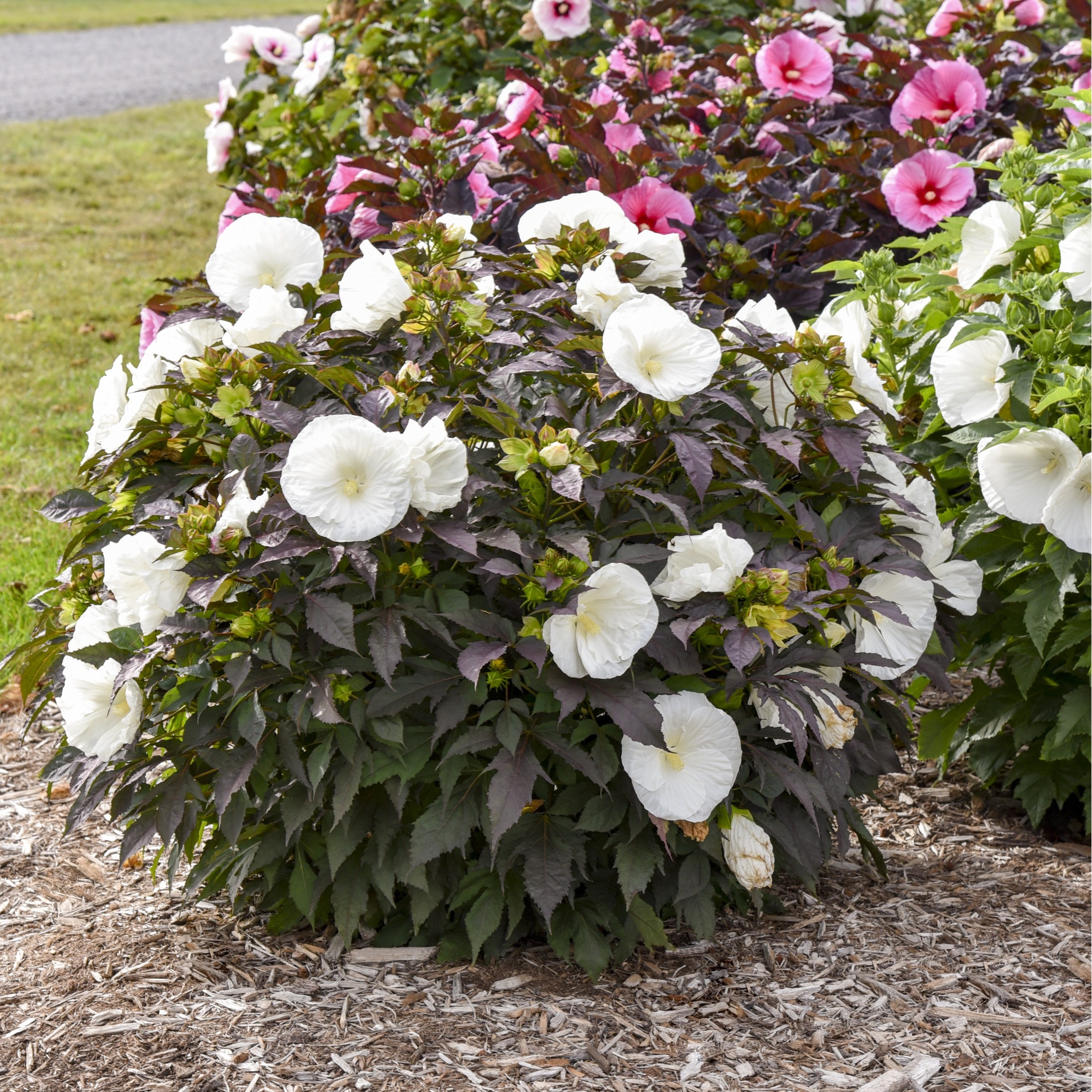 Proven Winners 18" White Summerific 'Cookies and Cream' Rose Mallow Live Plant in 8.88" Pot