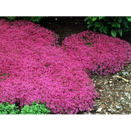 Major Red Thyme Plant - Great Groundcover Plant - Hardy - 3