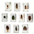 thumbnail image 2 of Set de especímenes de insectos Uncle Milton, kit con 10 insectos reales, 2 of 7