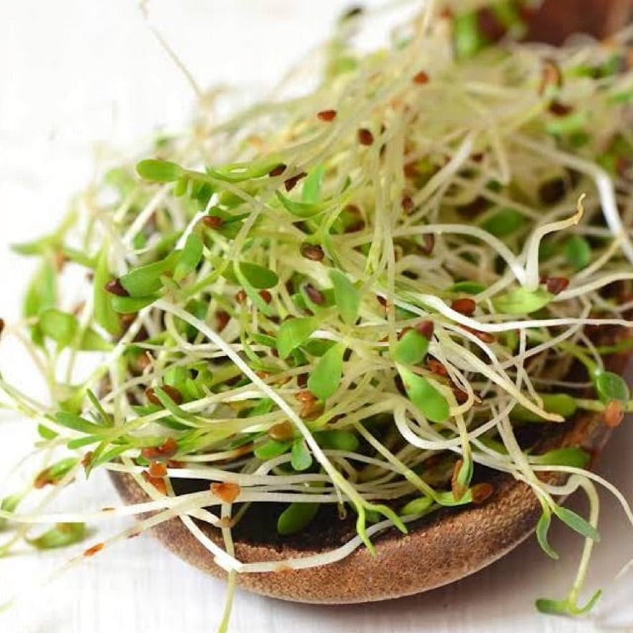 TomorrowSeeds - True Alfalfa Seeds - 1000+ Count - For 2026 Planting USA Vegetable Asian Salad Green