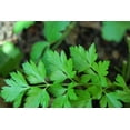 thumbnail image 1 of 1500 Graines de Persil à Feuilles Plates Petroselinum Crispum Simples Simples Graines de Persil Italien, 1 of 5