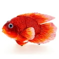 thumbnail image 4 of Crystal Covered Blood Red Parrot Cichlid FishTrinket Box, 4 of 4