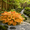 Orange, variant on 500 to 1,500 Large-Leaf Hostas for Planting-(Non-Artificial)-Easy to Grow & Quick Sprouting Ornaments Surprise to Grow Fall or Spring Planting