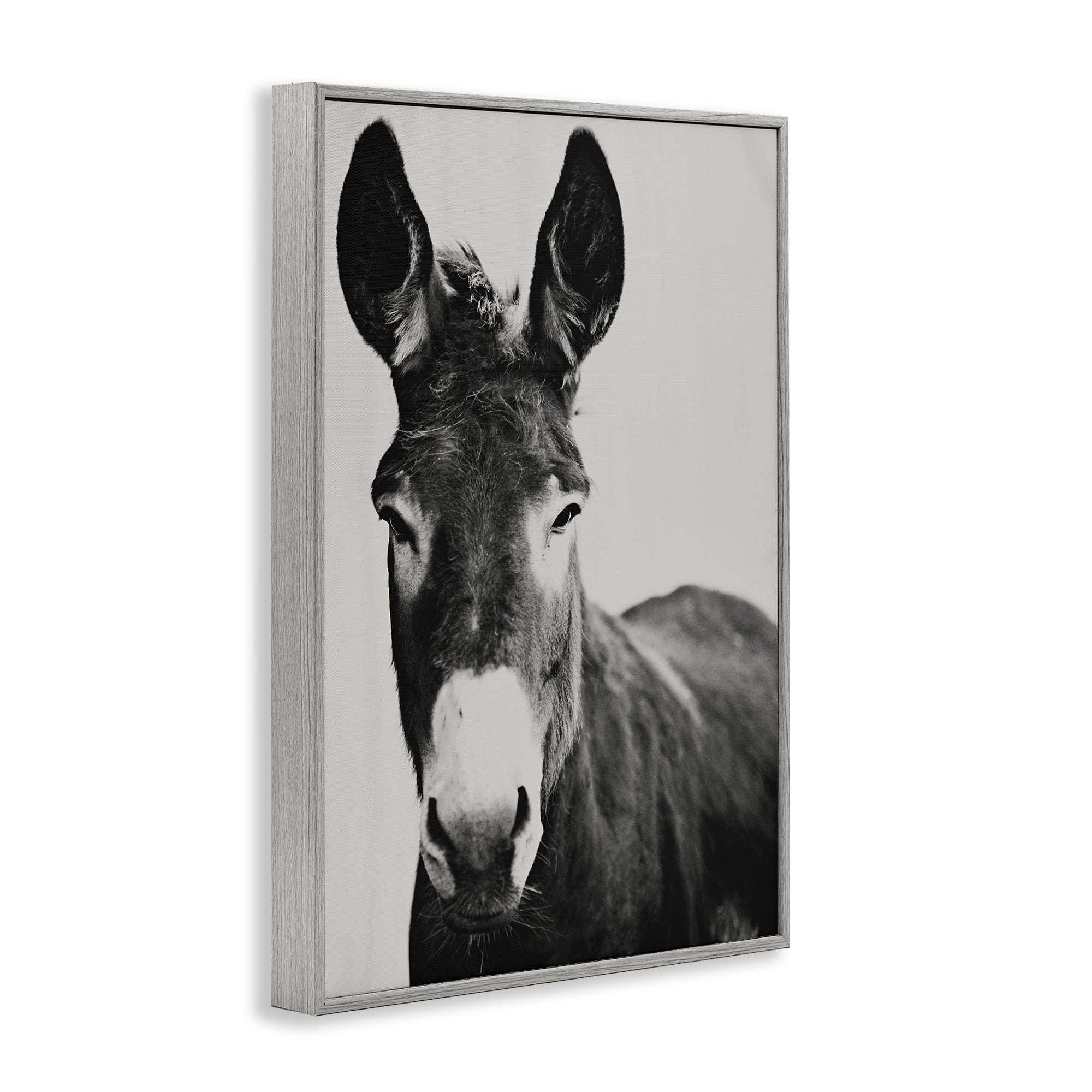 Stupell Industries Franz the Donkey Portrait Gray Framed Giclee Art, design by Amy Carroll