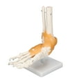 thumbnail image 3 of Foot Model, Rotatable Flexible 1:1 Life Size Accurate High Temperature Resistant PVC Anatomical Skeleton Model Professional With Base For Art Reference, 3 of 8