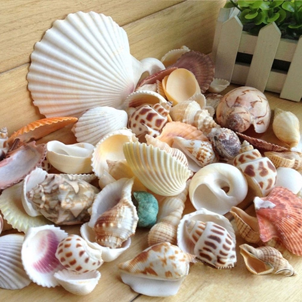 200g/pack Natural Beach Shell&Conch SeaShells Aquarium Fish Tank