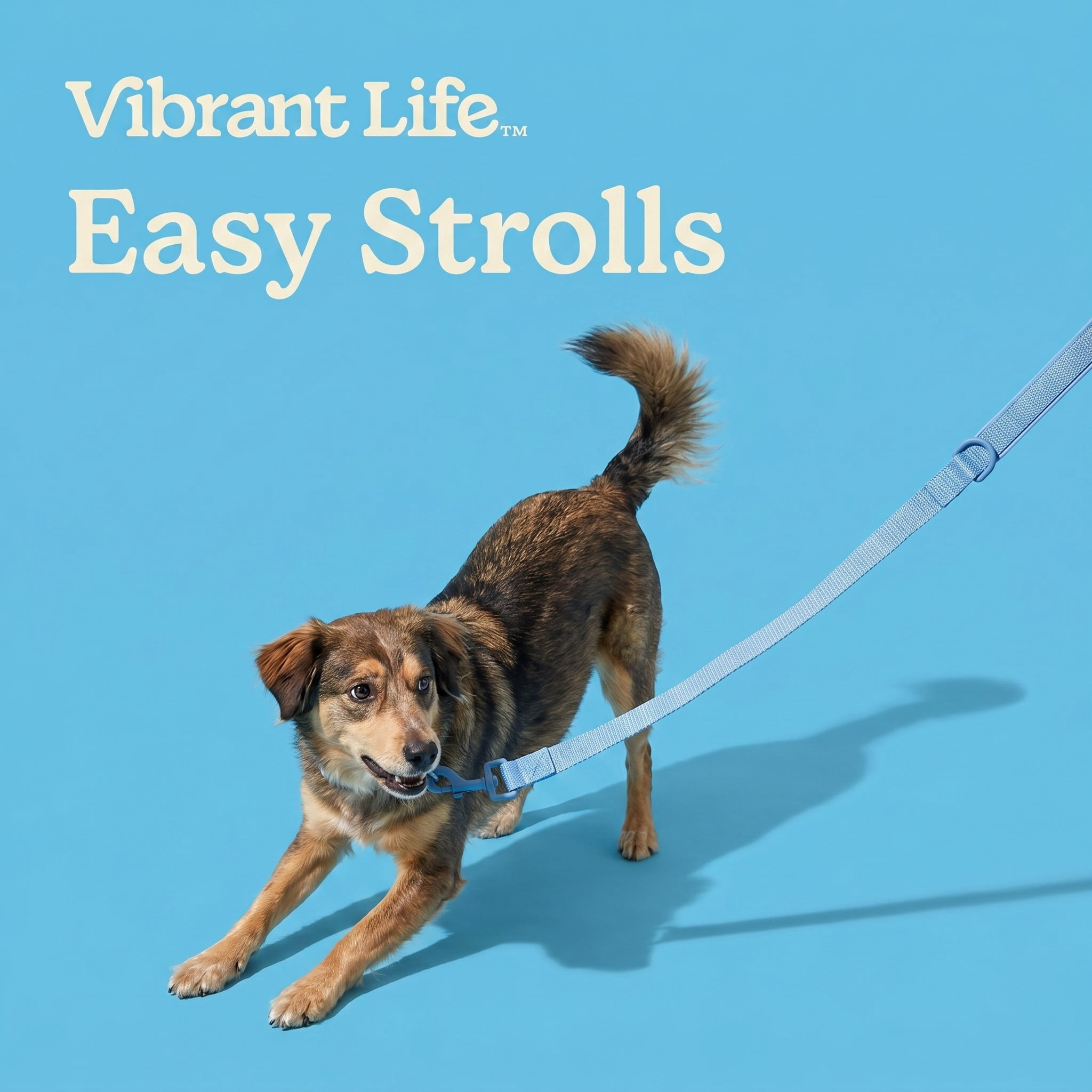 Vibrant Life 6' Neoprene Cushioned Leash, Soft Blue, M/L