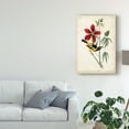 thumbnail image 3 of Trademark Fine Art 'Audubon Bird and Botanical I' Canvas Art by John James Audubon, 3 of 4