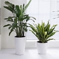 thumbnail image 6 of EastVita Tall Planters Set of 2 Self Watering Technology Water Level Monitor Mobility Wheels Drainage Design Removable Inner Bucket for Porch Patio Indoor Outdoor, 6 of 9