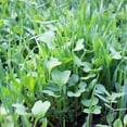 thumbnail image 2 of No-Till Farm and Garden Cover Crop Mix Seeds - 1 Lbs - Blend of Gardening Cover Crop Seeds: Hairy Vetch, Daikon Radish, Forage Collards, Triticale, More, 2 of 7