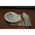 thumbnail image 2 of ABALONE SHELL WHITE SAGE SMUDGE KIT SPIRITUAL CLEANSING, 2 of 4
