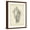 Brown Frame, variant on Art.com Antique Shell Study IV Art Print by Ethan Harper, 12" x 16"