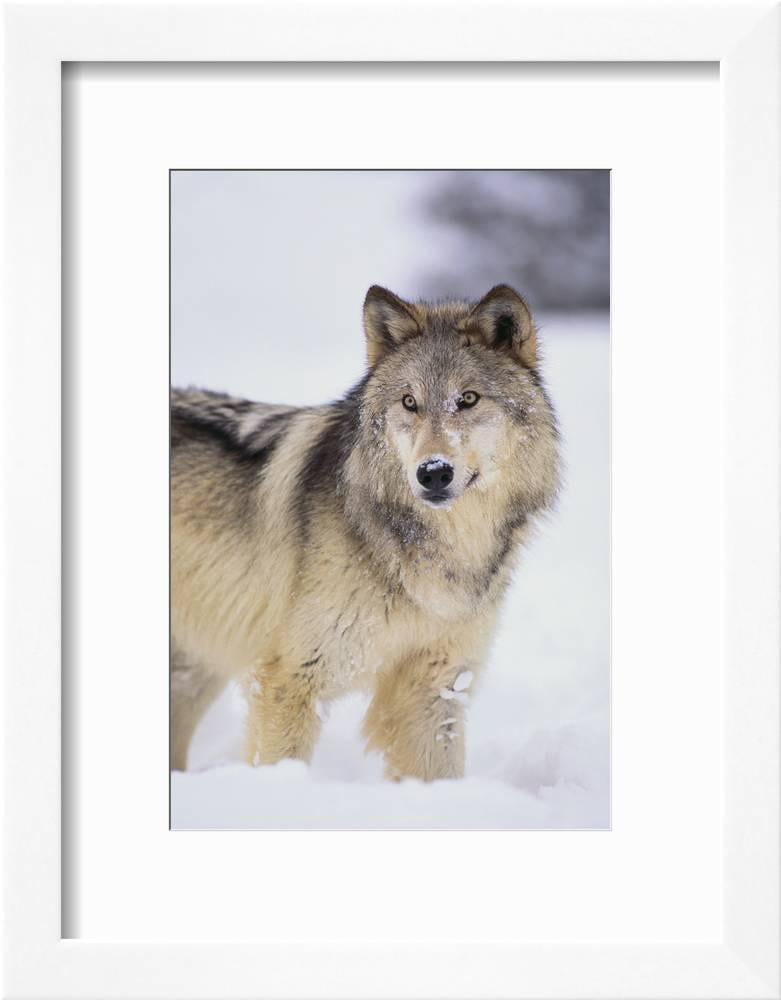 Pyramid America Grey Wolf Animal Framed Poster 14x20 inch