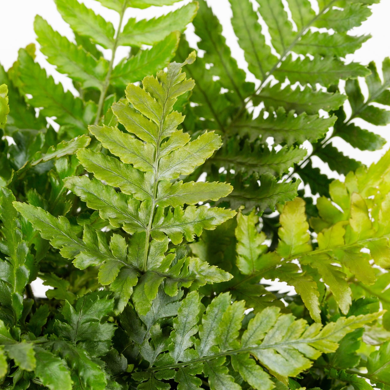 Expert Gardener 2QT Green Fern Live Perennial Plant Shade