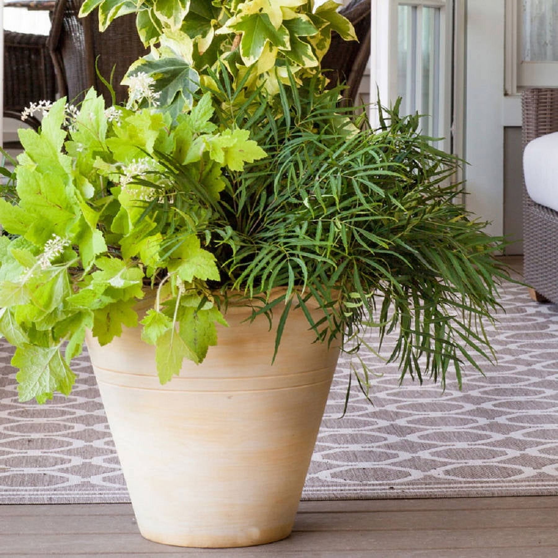 Southern Living Soft Caress Mahonia Live Shrub in 2-Gallon Grower Pot
