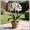 D, variant on Premium Brilliant Amaryllis —Tolerant —  Cold-Hardy & Shade--Perfect for Gardening Beginners(Non-Artificial)