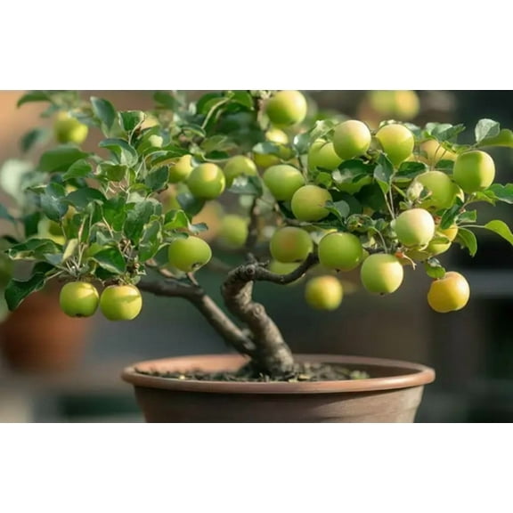 Crab Apple Bonsai Tree Seedling - 1 Year Old Well Rooted Seedling