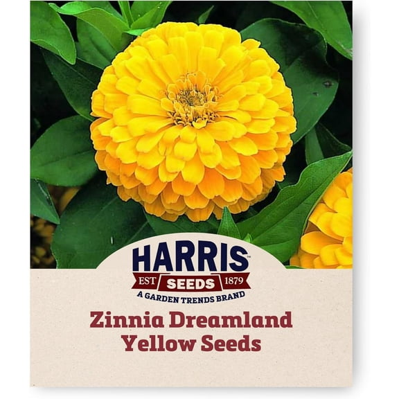 Harris Seeds Zinnia Dreamland Yellow F1, Non-GMO Annual Flower, 250 Count