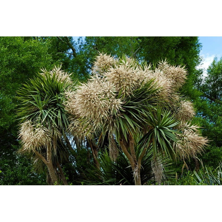 turtle vine succulent Rosato Turtle Vine  Plant Detectives