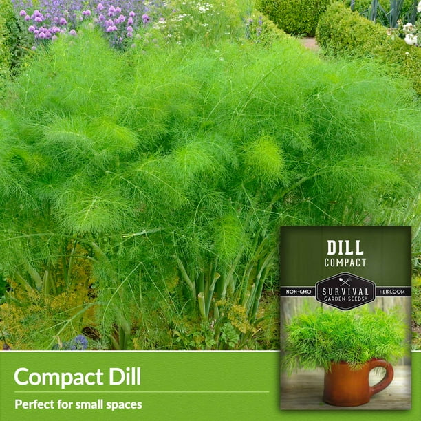 5 Packs Compact Dill Seeds - Dwarf Dill Herb - Organic Non-GMO Heirloom  Biennial Full Sun - Walmart Business Supplies