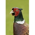 thumbnail image 2 of Morris, Arthur 13x18 Gold Ornate Wood Framed with Double Matting Museum Art Print Titled - Great Britain, Tresco Isl Ring-necked pheasant, 2 of 4